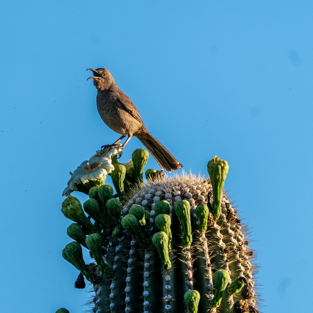 Curve-billed Thrasher - ML637256003