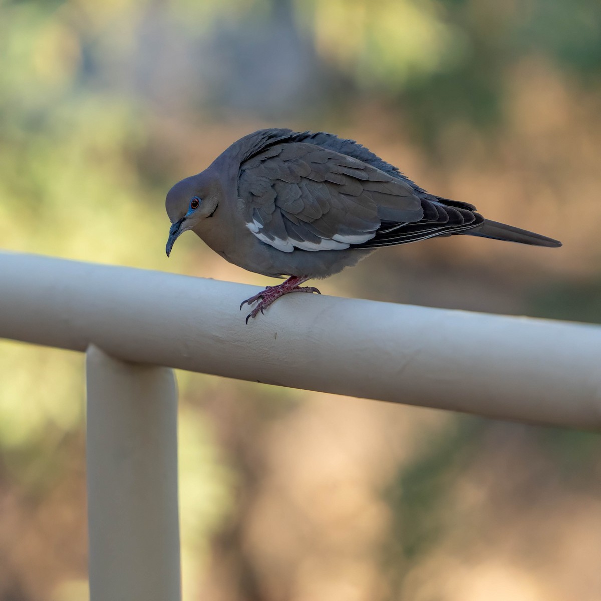 White-winged Dove - ML637256006