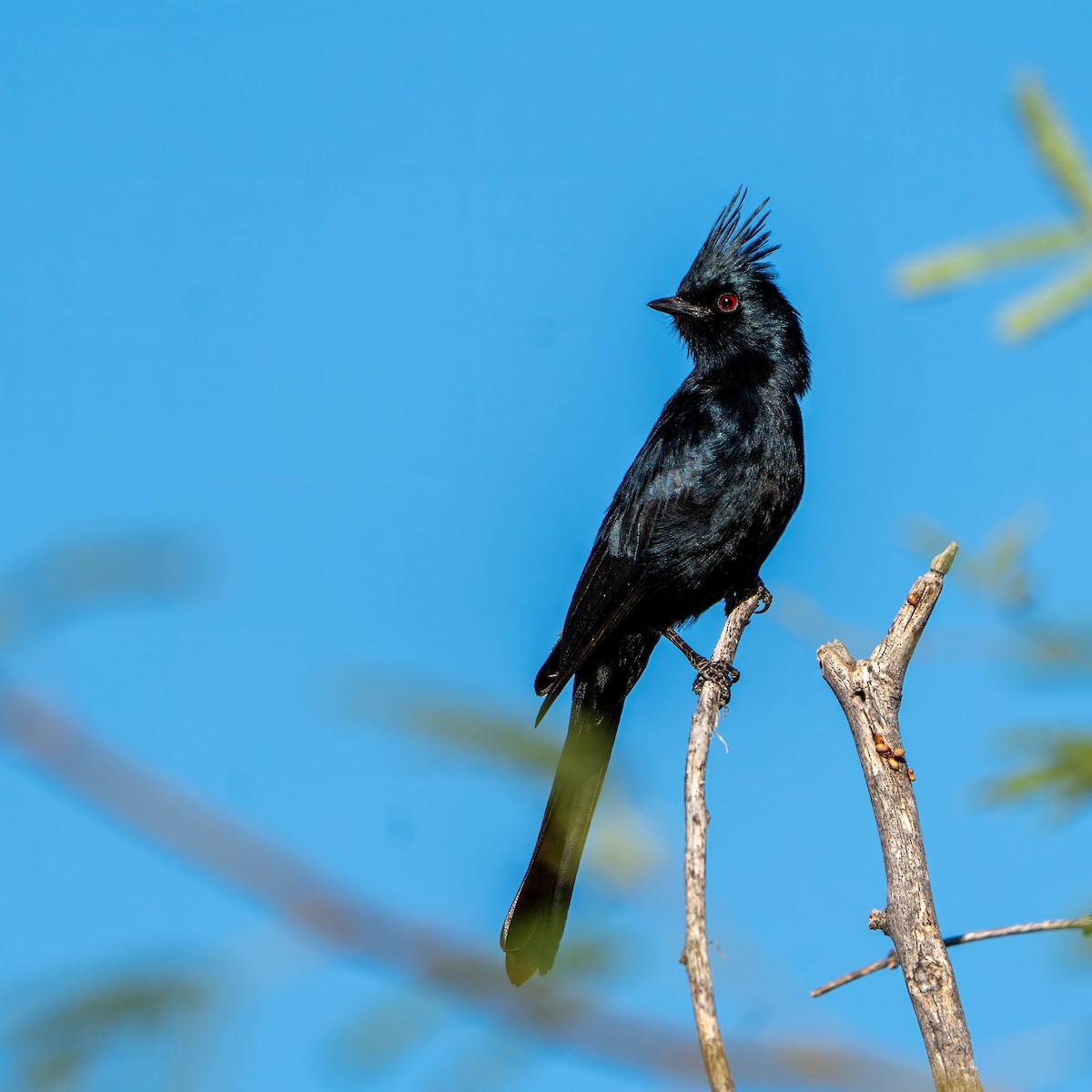 Phainopepla - ML637256011