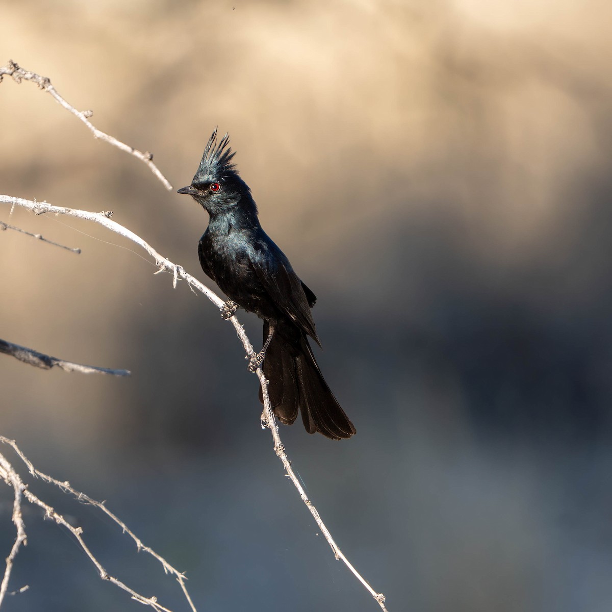 Phainopepla - ML637256012