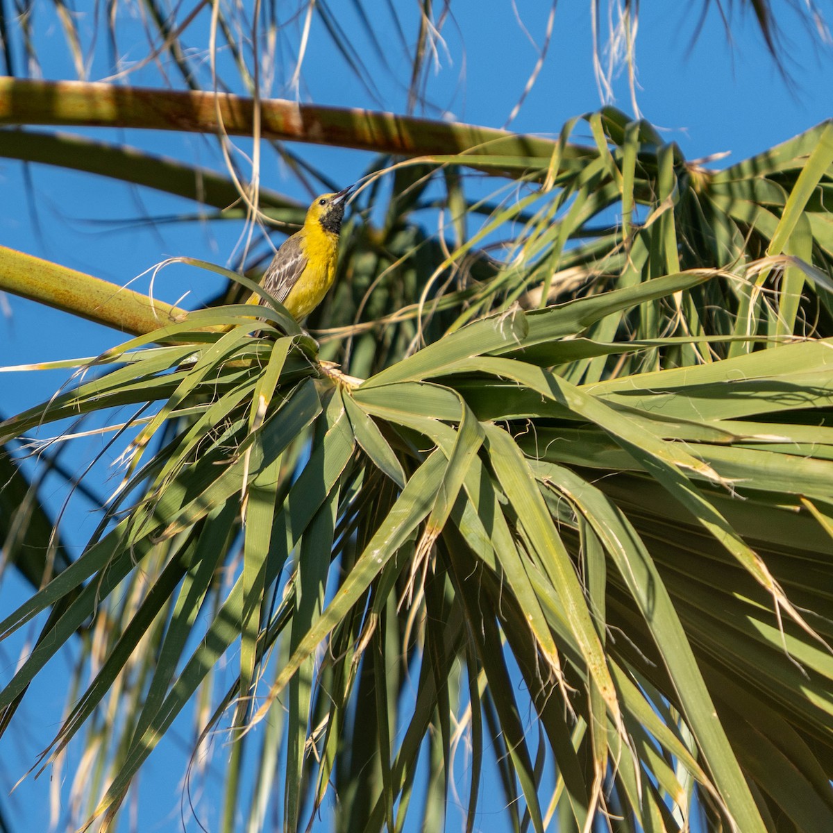 Hooded Oriole - ML637256022