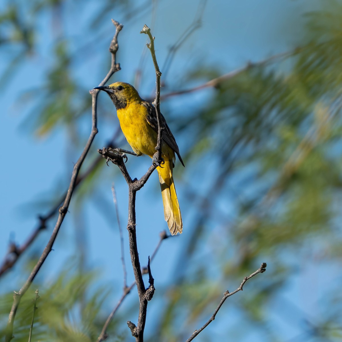 Hooded Oriole - ML637256025
