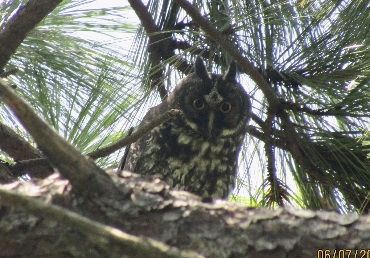 Stygian Owl - ML637256028