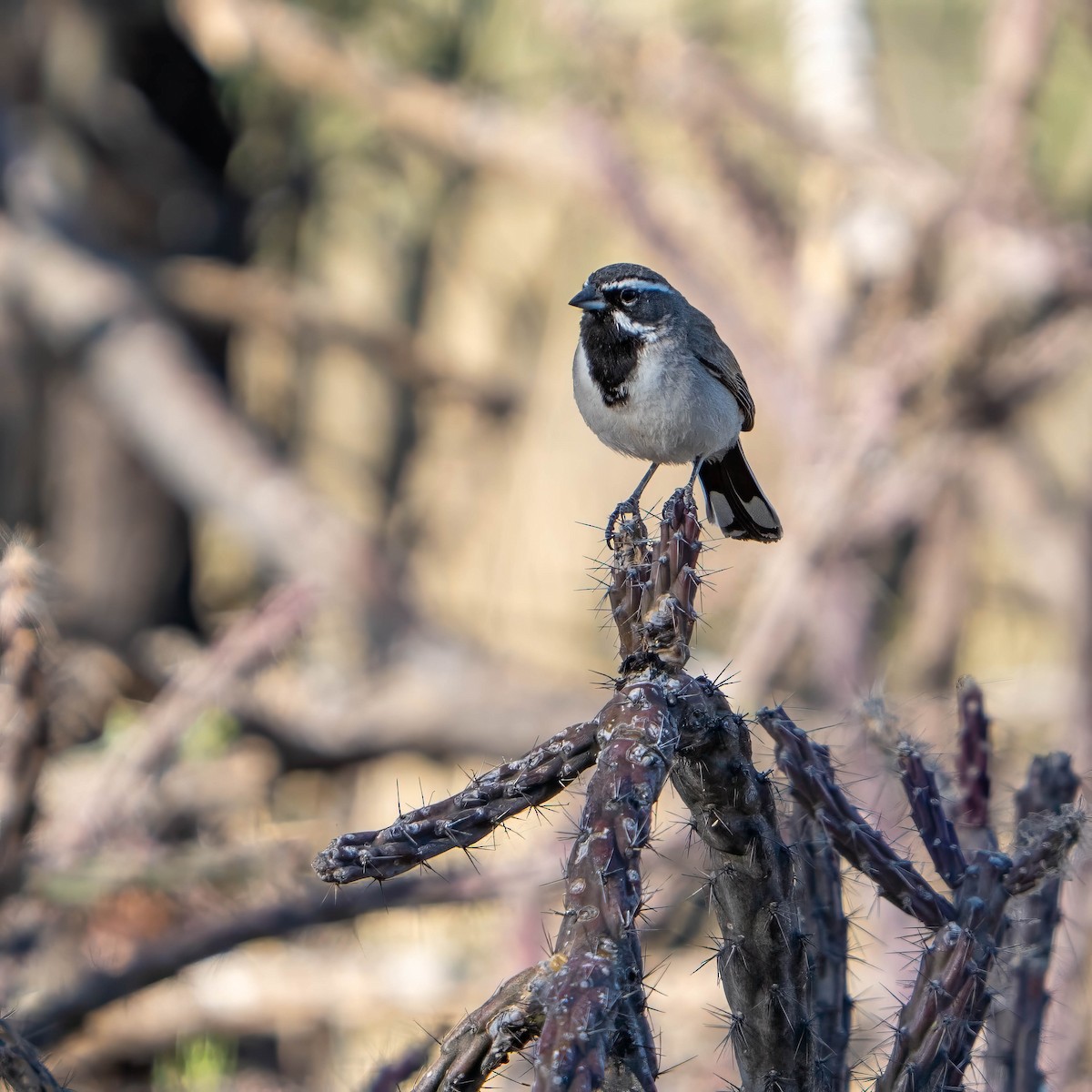 Black-throated Sparrow - ML637256033