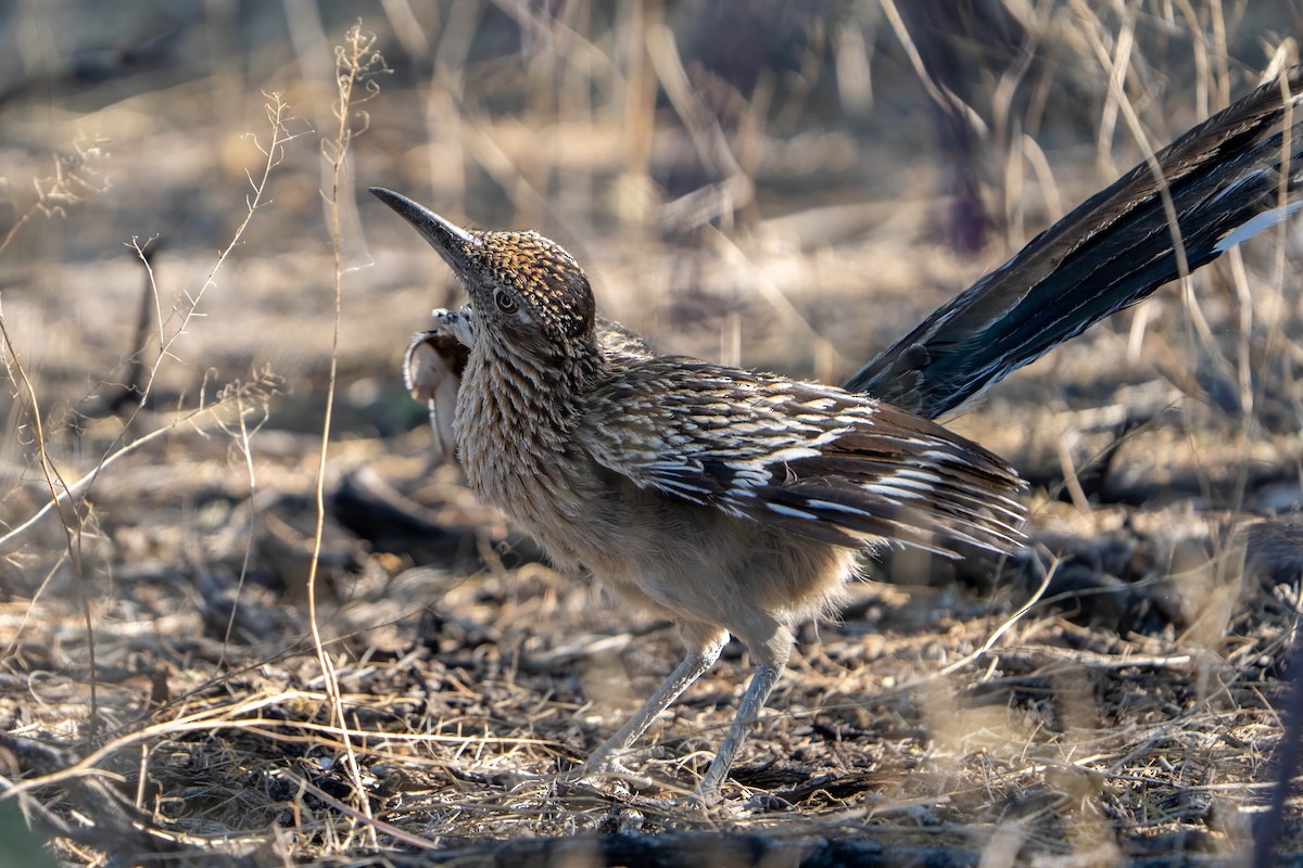 Greater Roadrunner - ML637256038