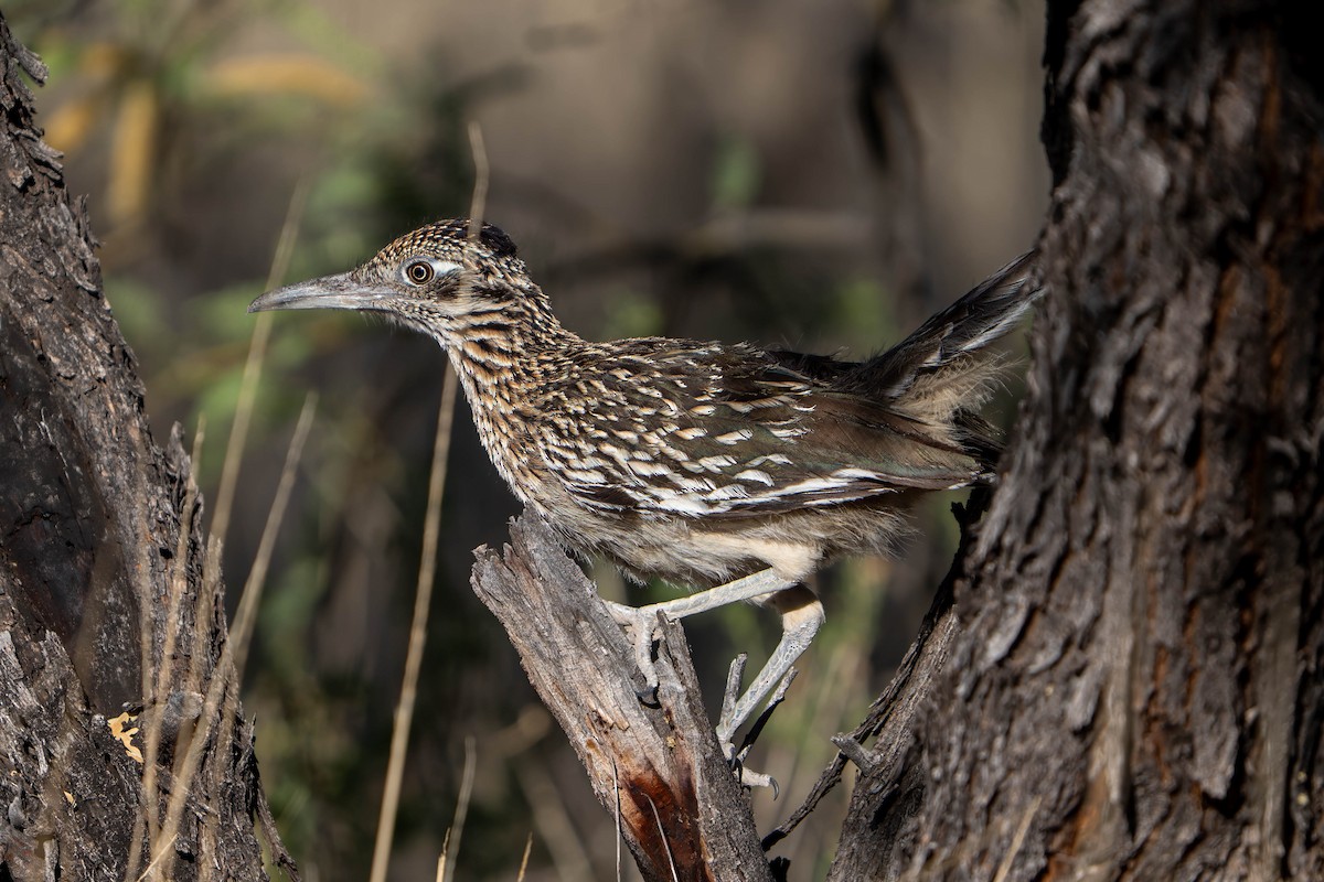 Greater Roadrunner - ML637256039