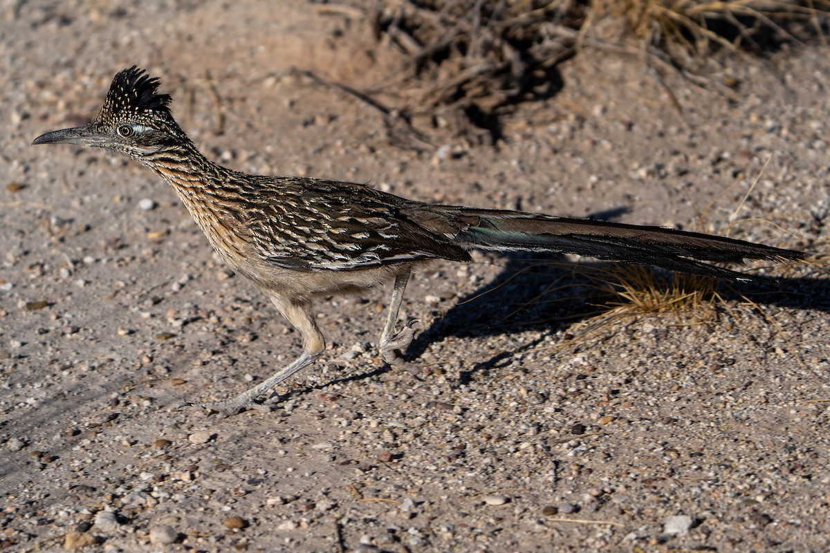 Greater Roadrunner - ML637256042