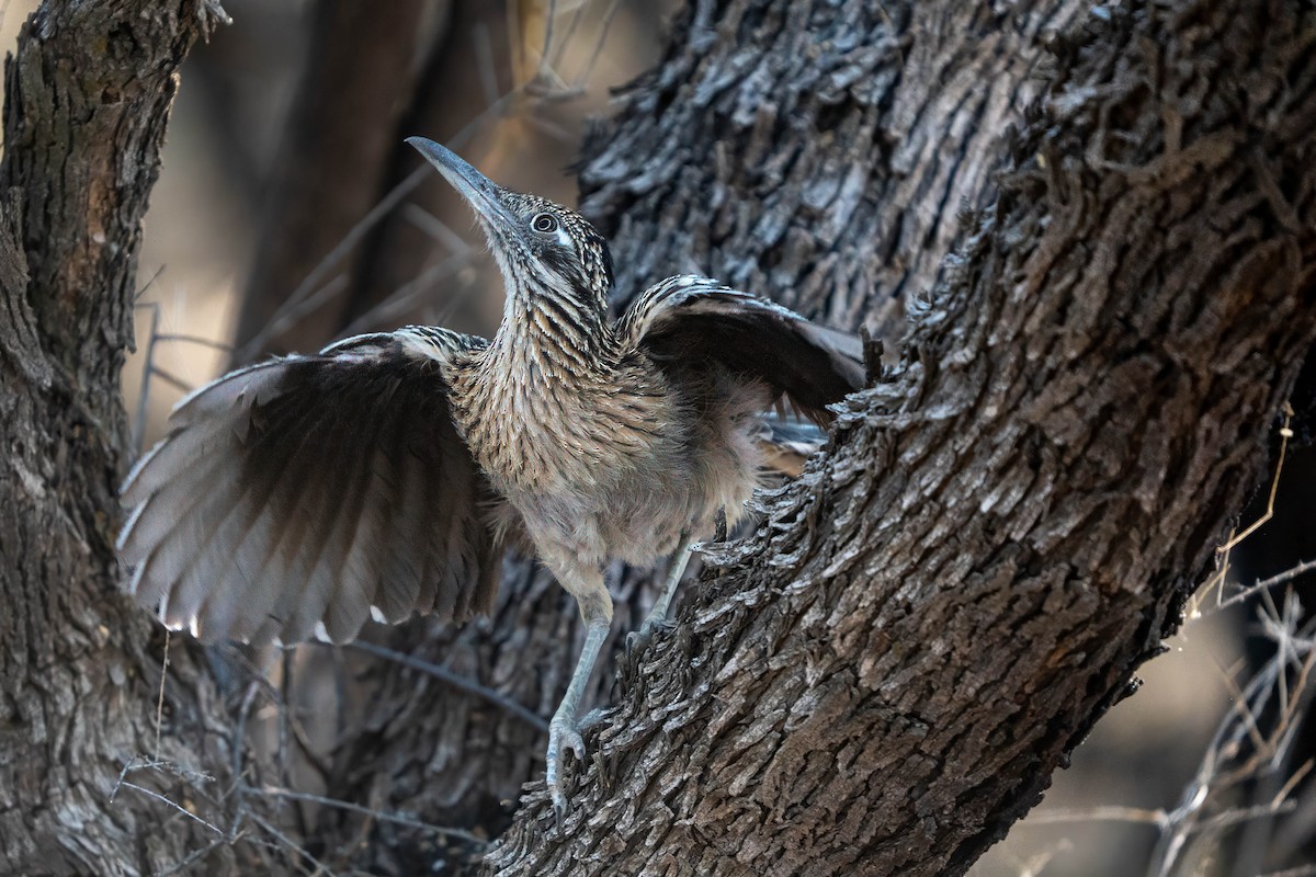 Greater Roadrunner - ML637256046