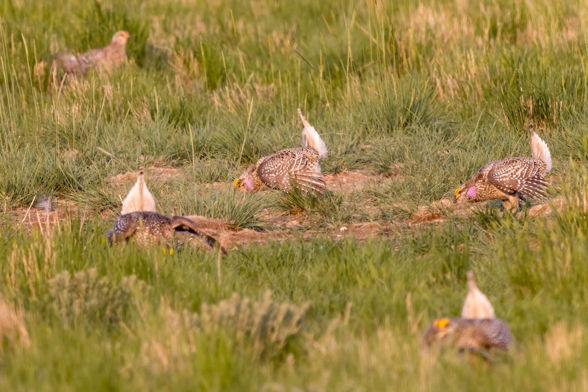 tetřívek ostroocasý - ML637256048