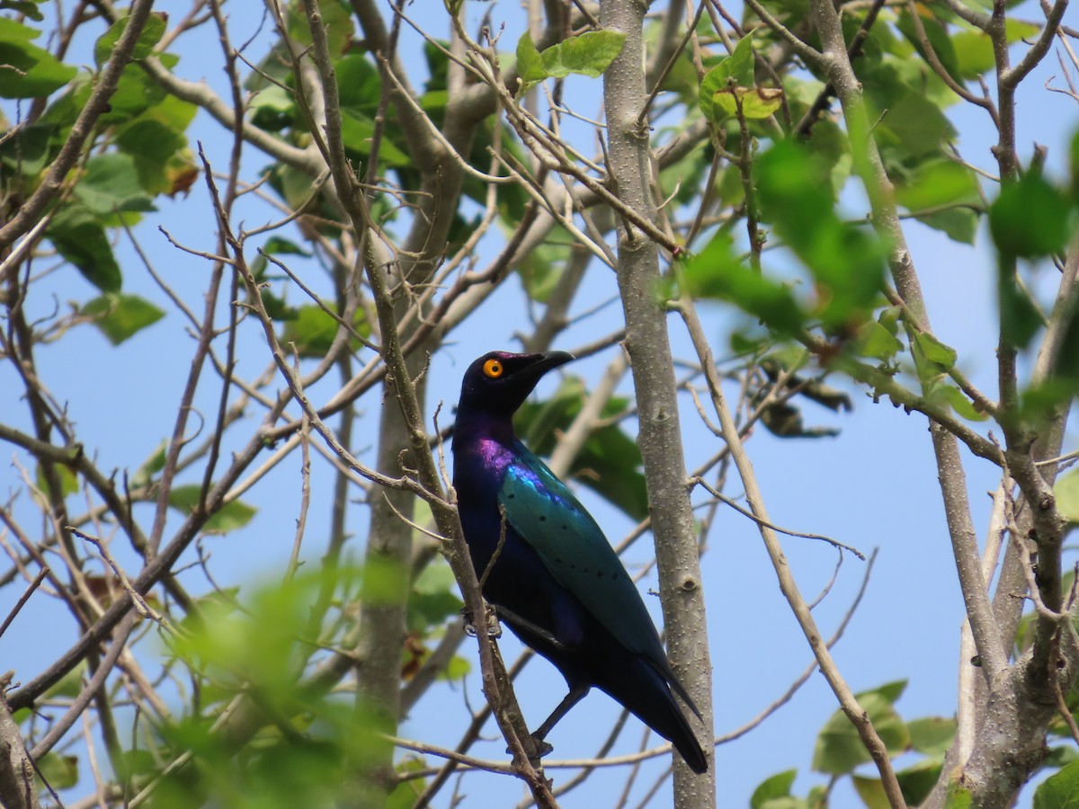 Purple Starling - ML637256083