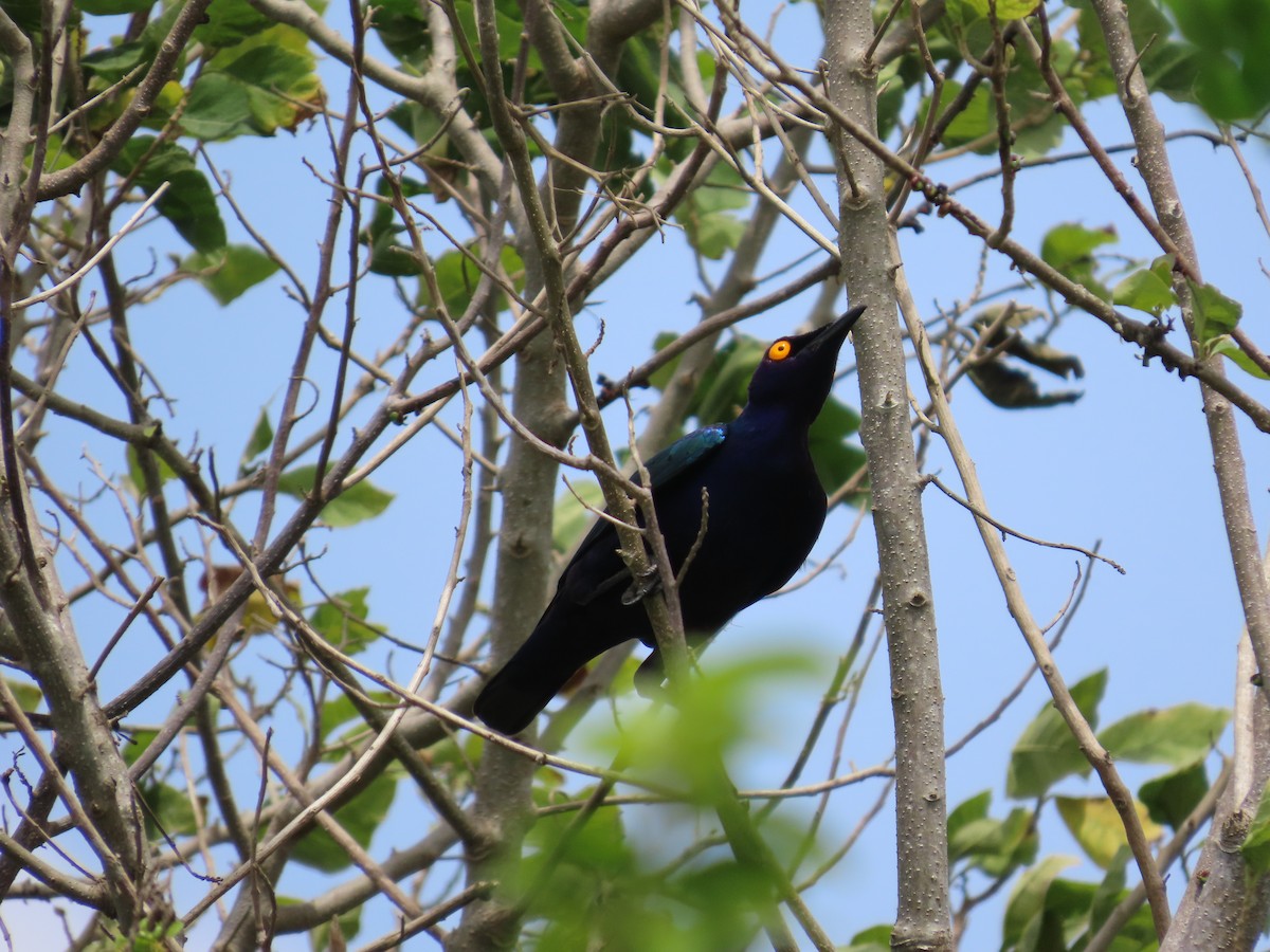 Purple Starling - ML637256087