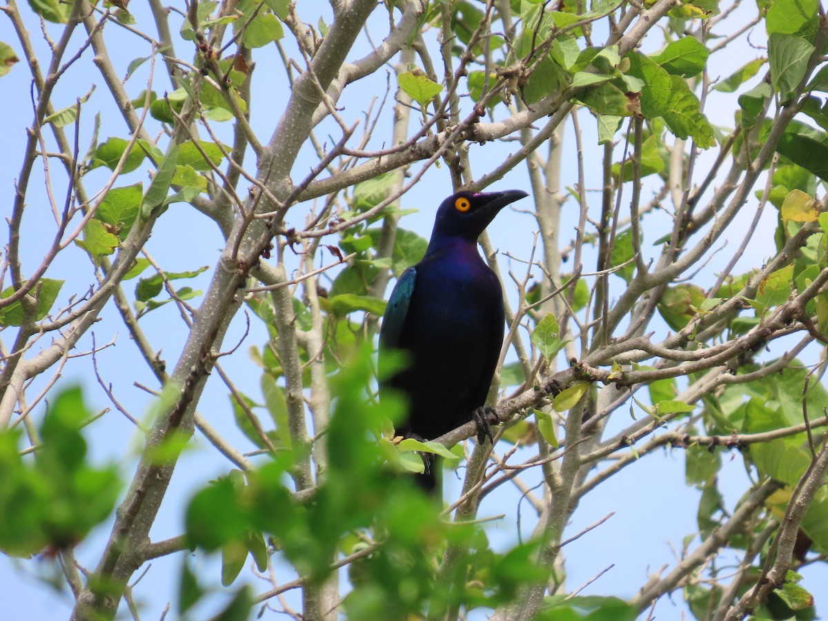 Purple Starling - ML637256088