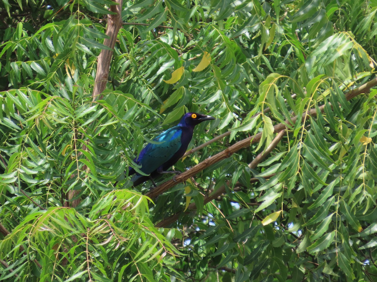 Purple Starling - ML637256090