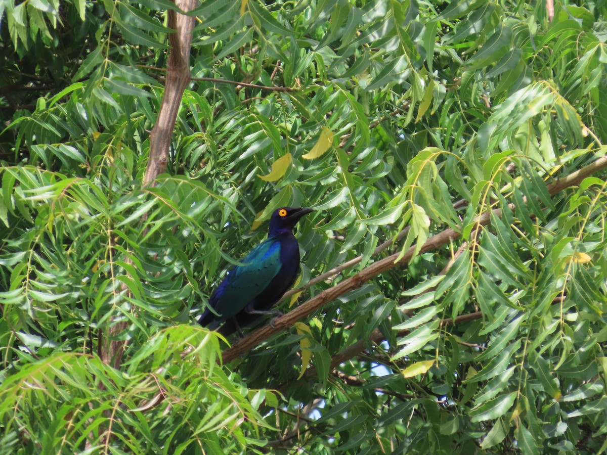 Purple Starling - ML637256091