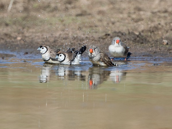 Zebra Finch - ML63725611