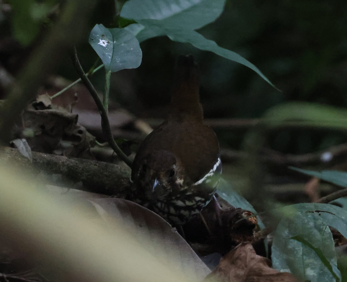 Short-tailed Antthrush - ML637256117