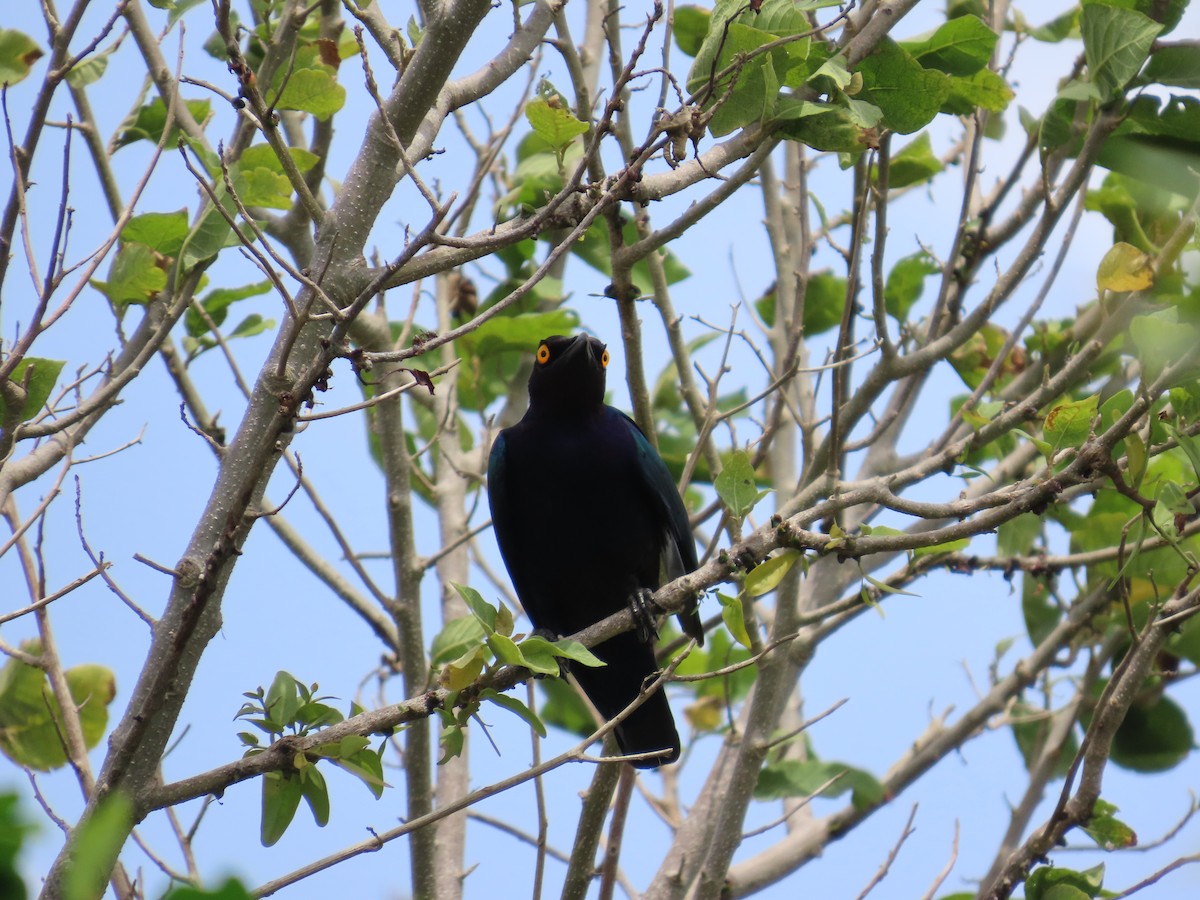 Purple Starling - ML637256170