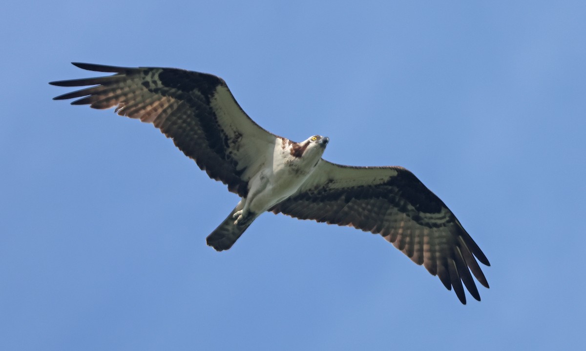 orlovec říční (ssp. carolinensis) - ML637256173