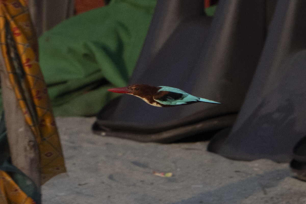 White-throated Kingfisher - ML637256293