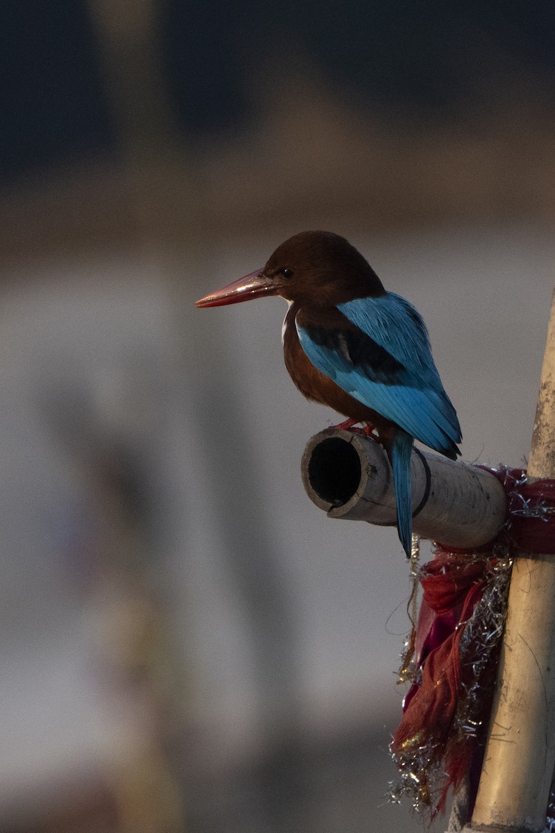 White-throated Kingfisher - ML637256294