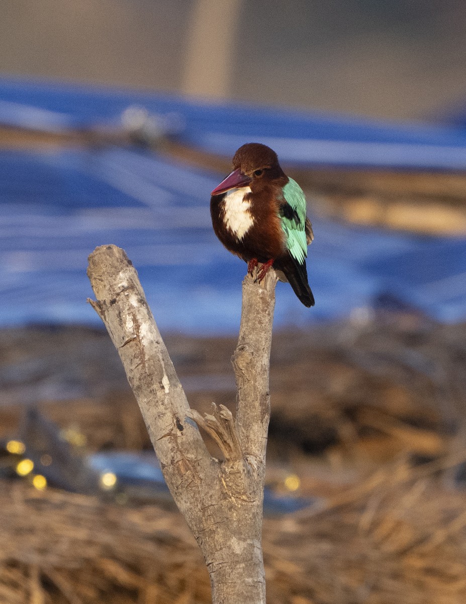 White-throated Kingfisher - ML637256295