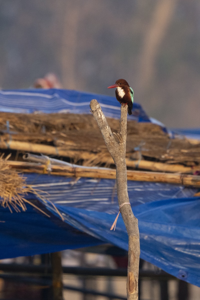 White-throated Kingfisher - ML637256296