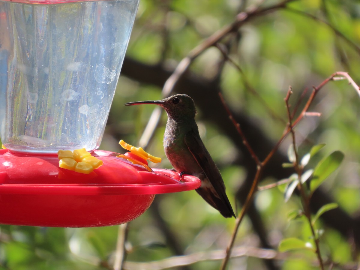 Berylline Hummingbird - ML637256390