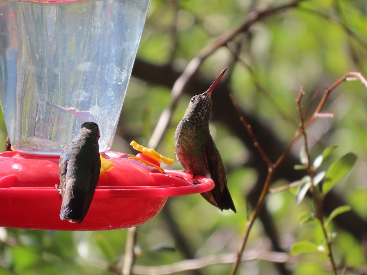 Berylline Hummingbird - ML637256391