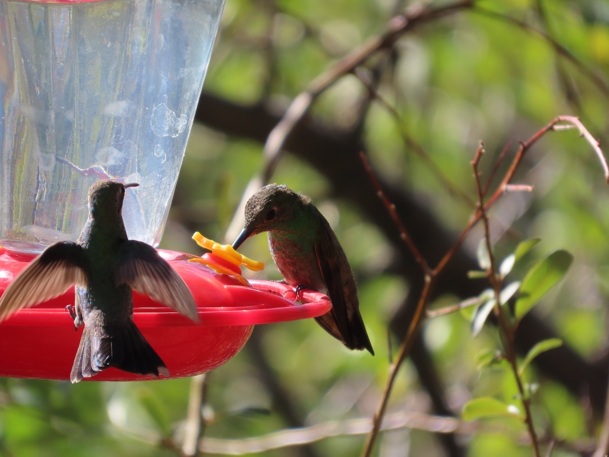Berylline Hummingbird - ML637256392