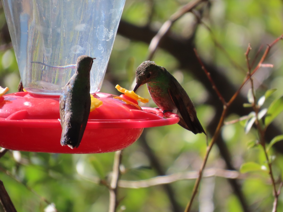 Berylline Hummingbird - ML637256394