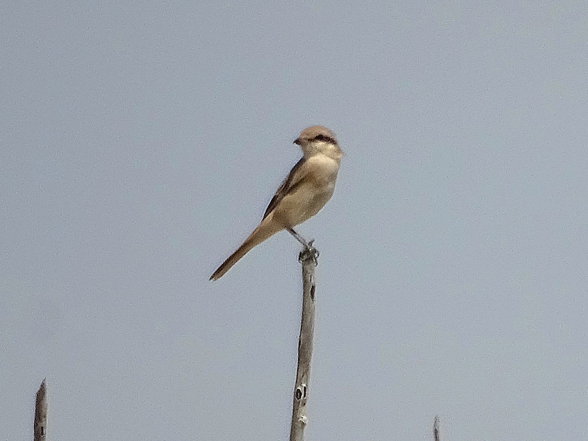 Isabelline Shrike - ML637256465
