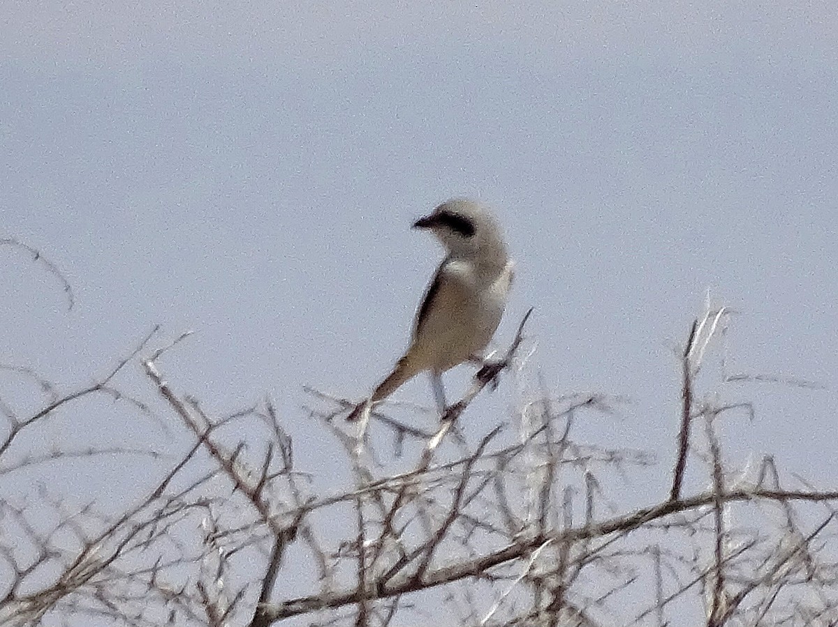 Isabelline Shrike - ML637256467