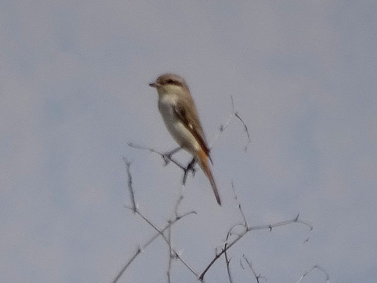 Isabelline Shrike - ML637256468
