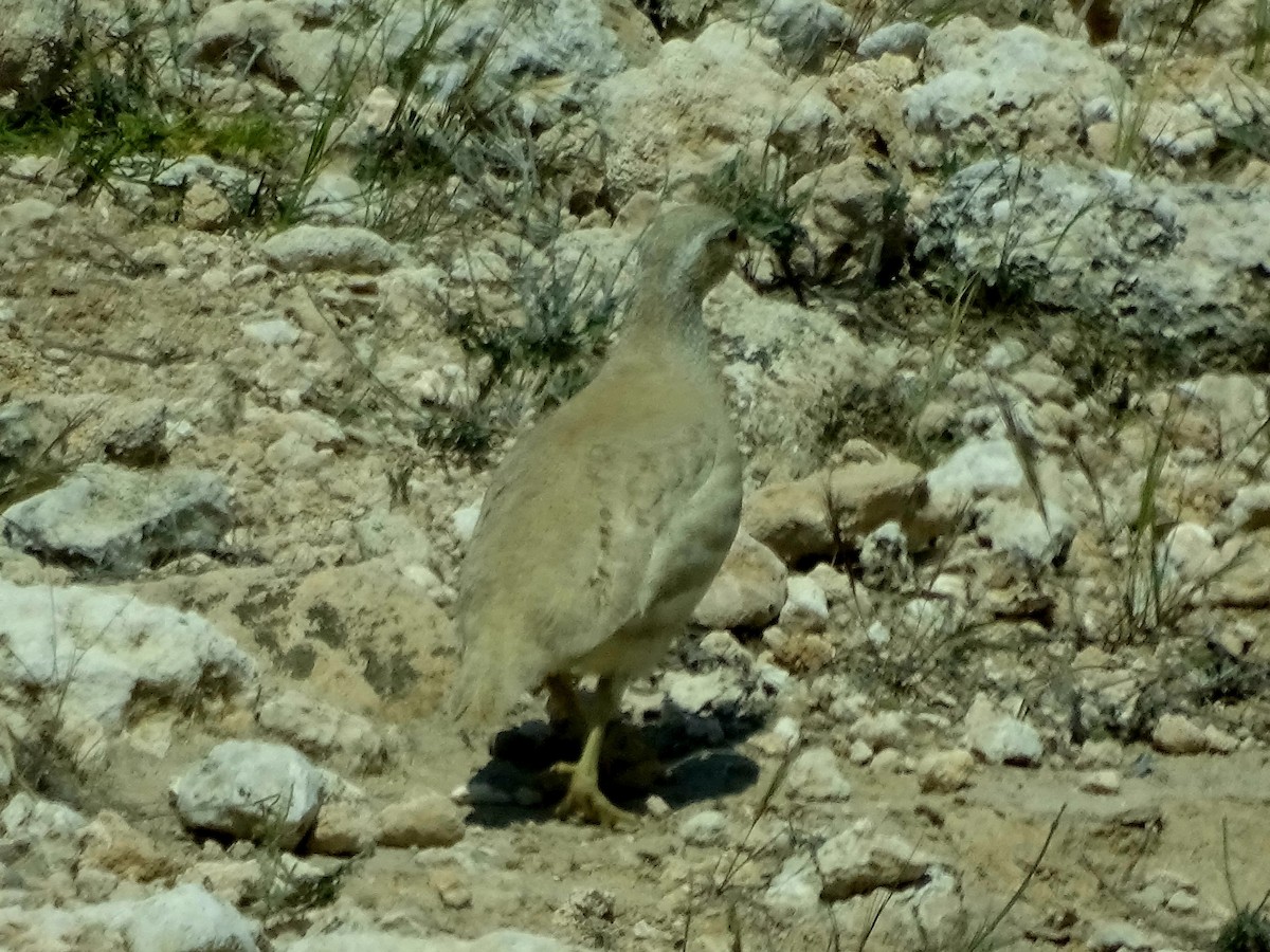 See-see Partridge - ML637256472
