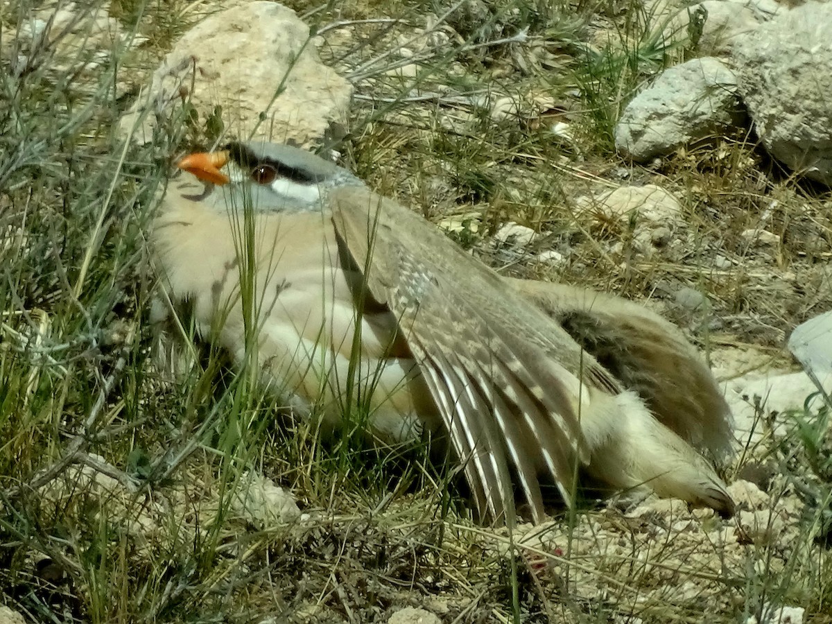 See-see Partridge - ML637256475