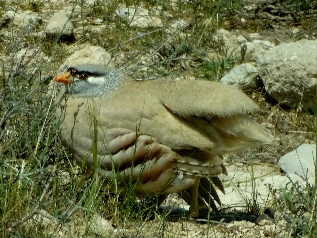 See-see Partridge - ML637256477