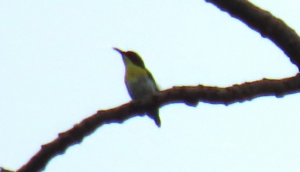 Handsome Sunbird - ML637256488