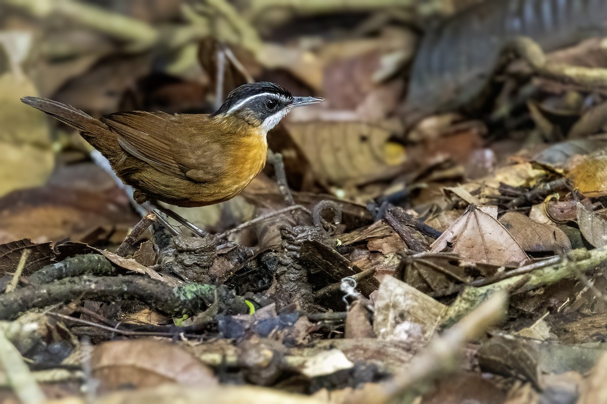 Bornean Black-capped Babbler - ML637256547