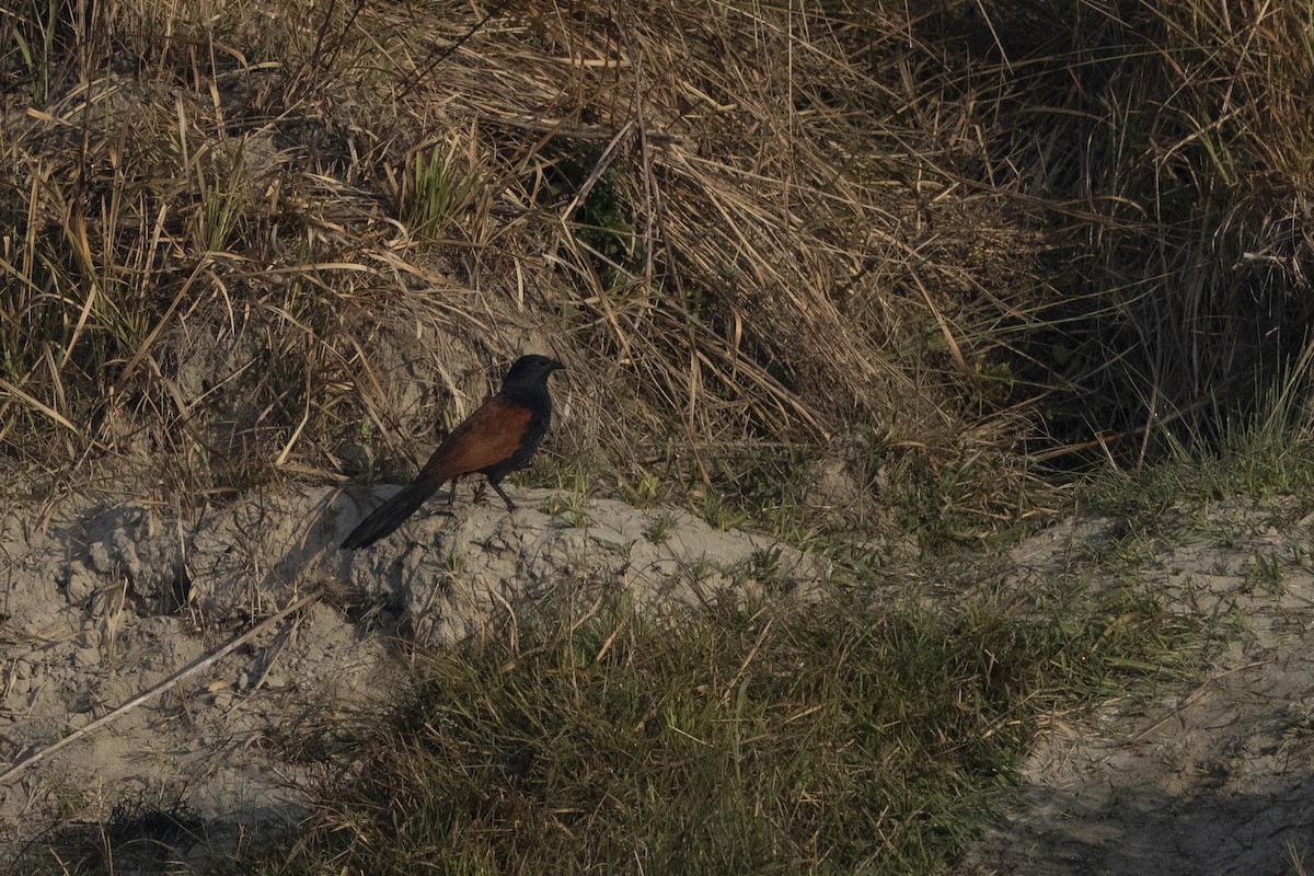 Greater Coucal - ML637256668