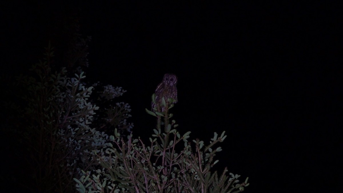 Himalayan Owl - ML637256672