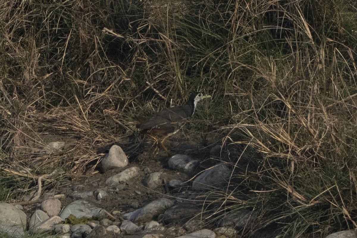 White-breasted Waterhen - ML637256678