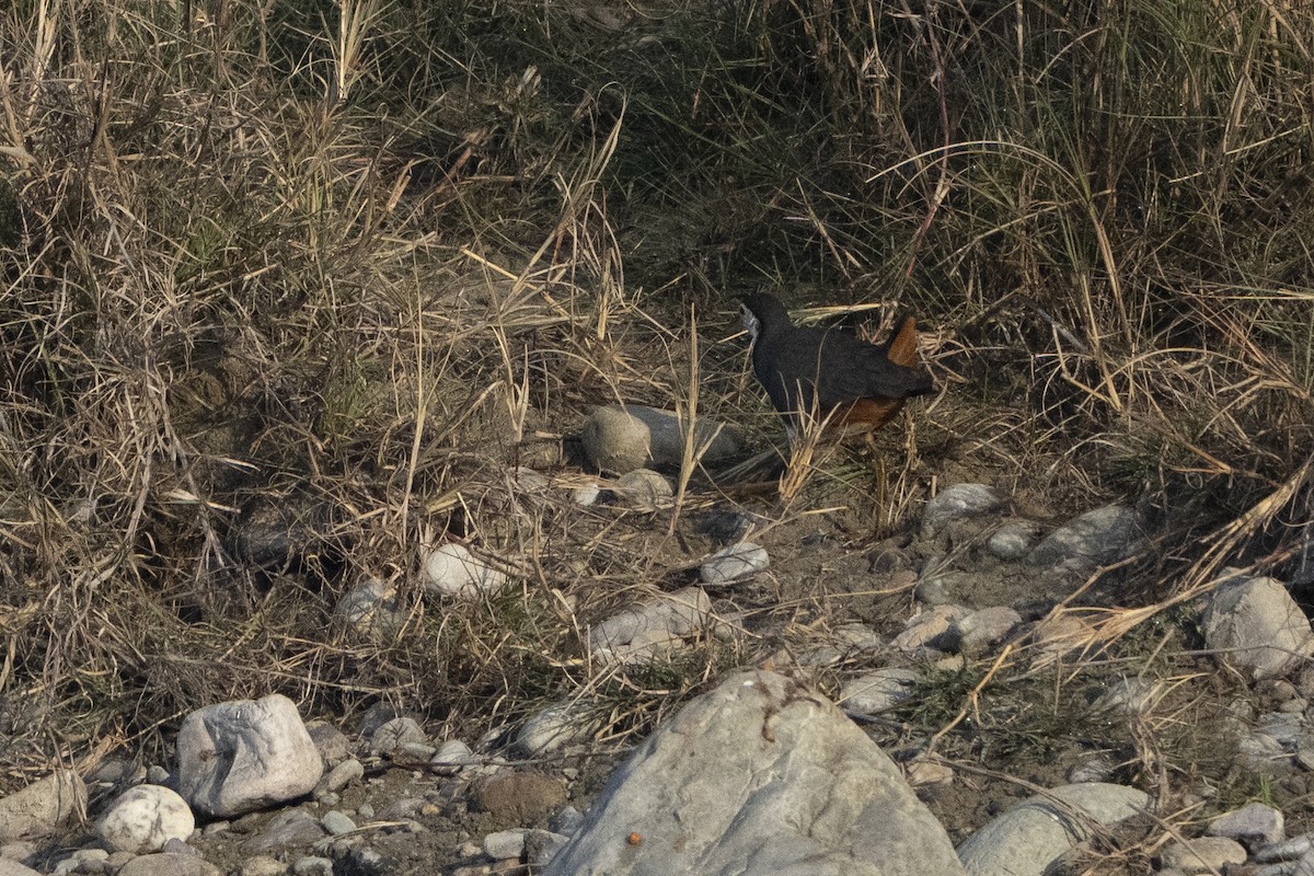 White-breasted Waterhen - ML637256679