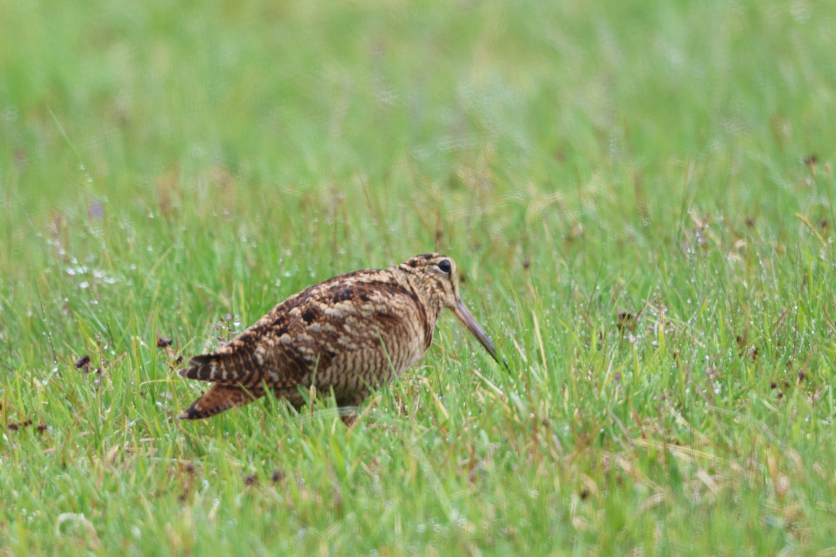 Eurasian Woodcock - ML637256702