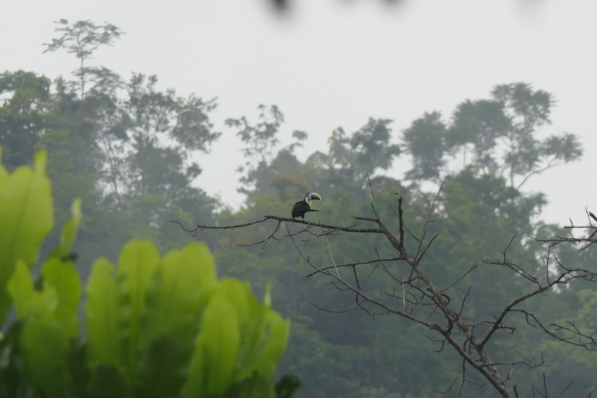 Channel-billed Toucan (Citron-throated) - ML637256713