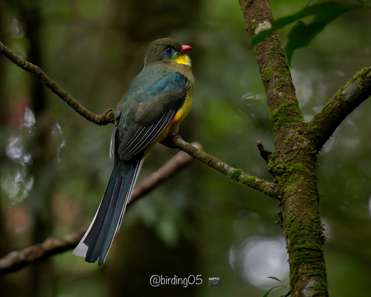 Javan Trogon - ML637256714
