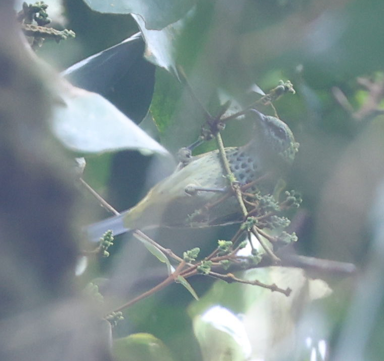 Spotted Tanager - ML637256768