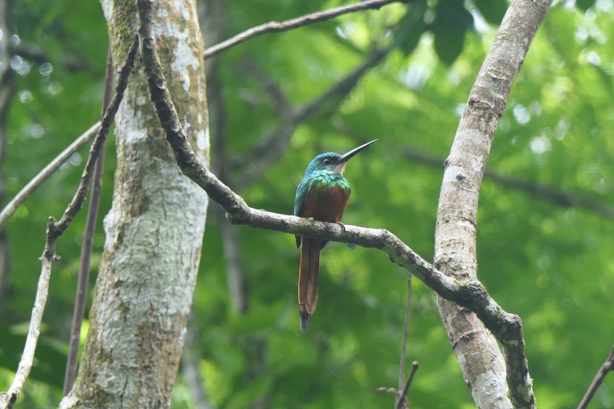 Rufous-tailed Jacamar - ML637256782