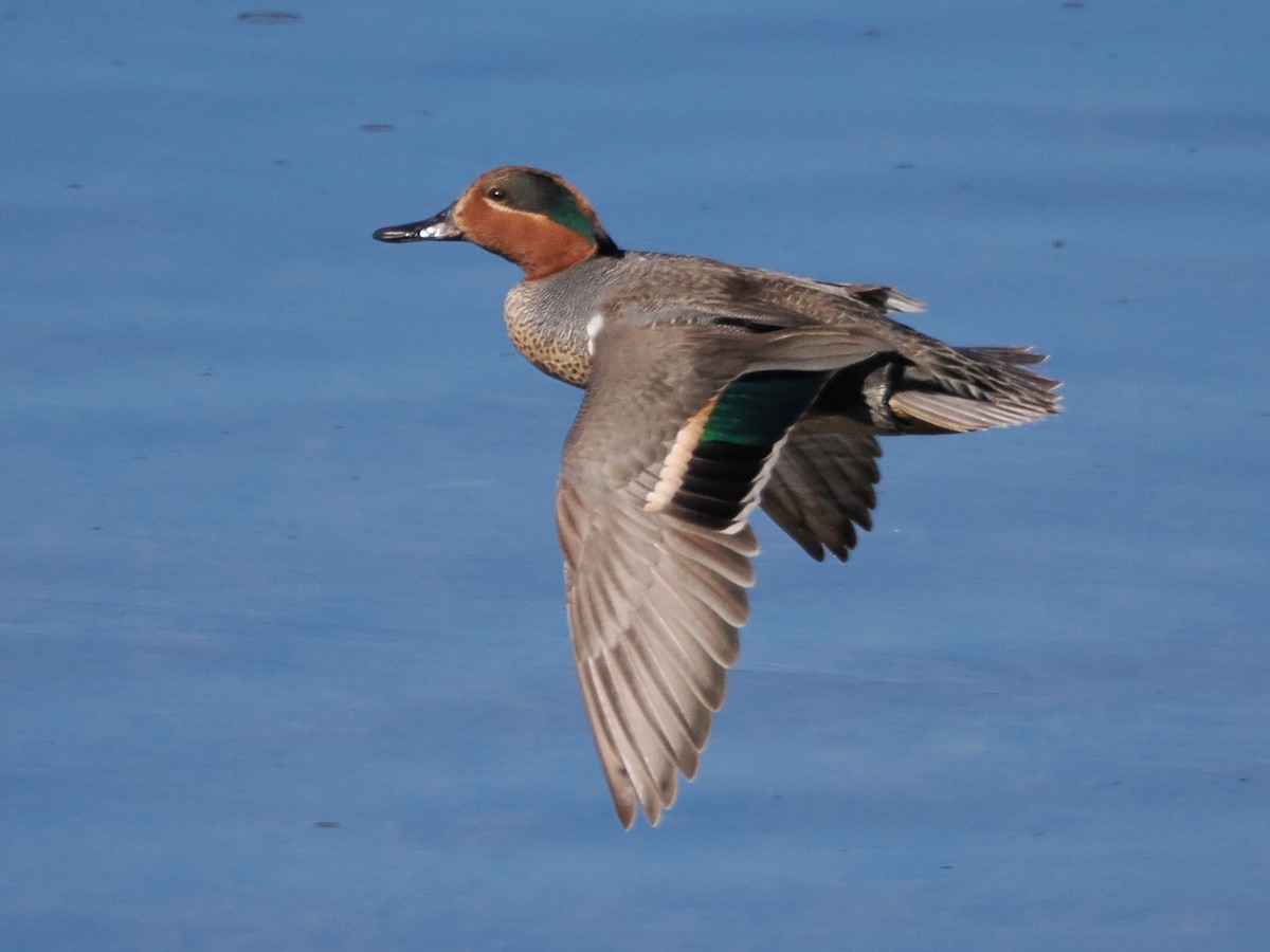 Green-winged Teal - ML637256788