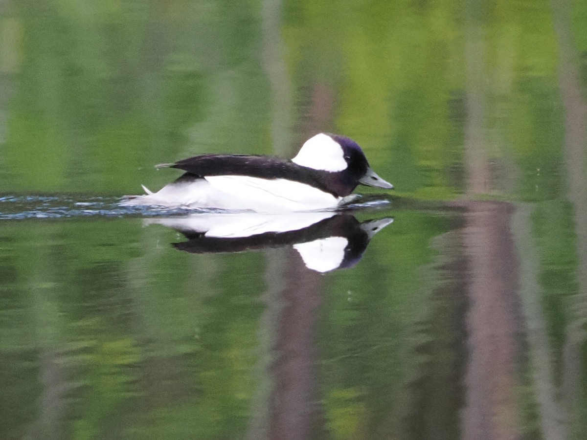 Bufflehead - ML637256798