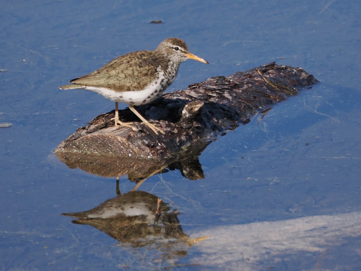 Spotted Sandpiper - ML637256815